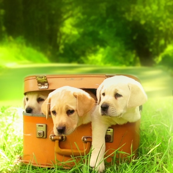 Meet your Posher, Sayburah - Picture 3 of 5